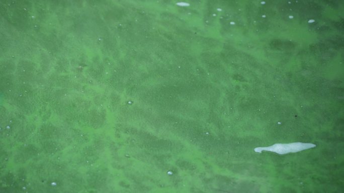 4K富营养化水环境绿藻飘浮1
