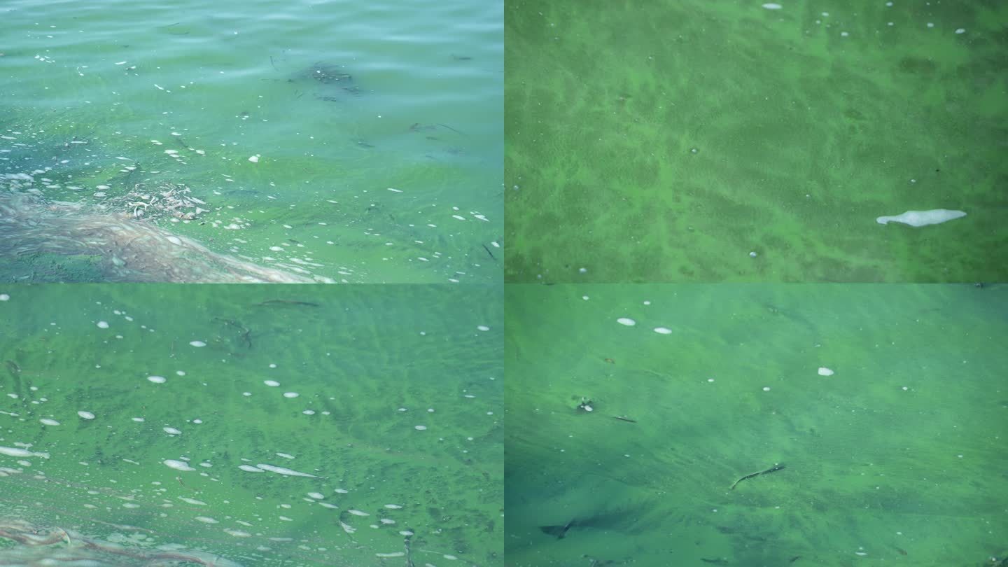 4K富营养化水环境绿藻飘浮1
