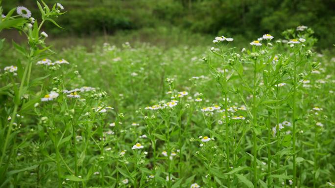 一年蓬植物花朵野花花蕊