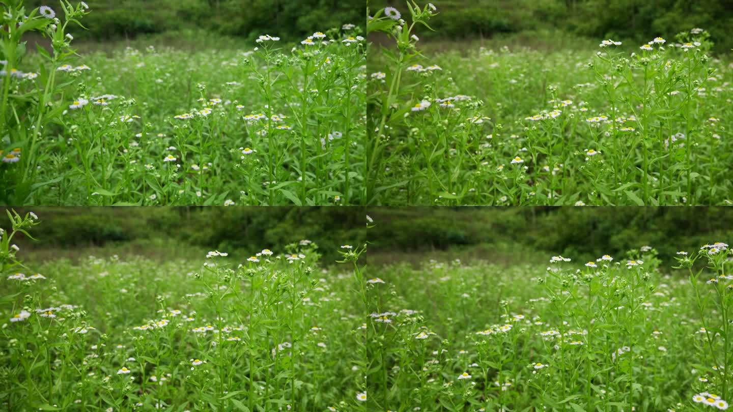 一年蓬植物花朵野花花蕊