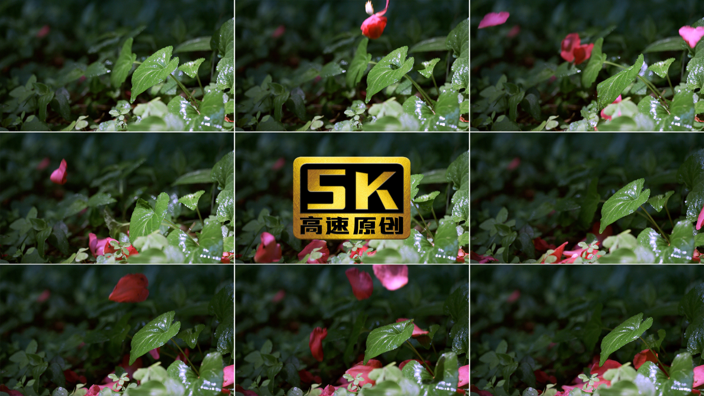 5K-掉落的花瓣、花朵