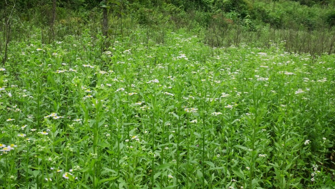 一年蓬植物花朵野花花蕊