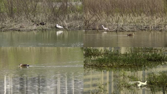 白鹭 白鹭在湿地觅食