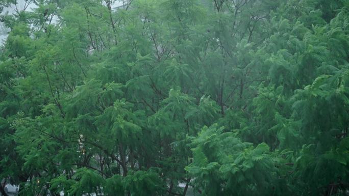 雨天 阴天 风 树叶 升格 南方天气-L