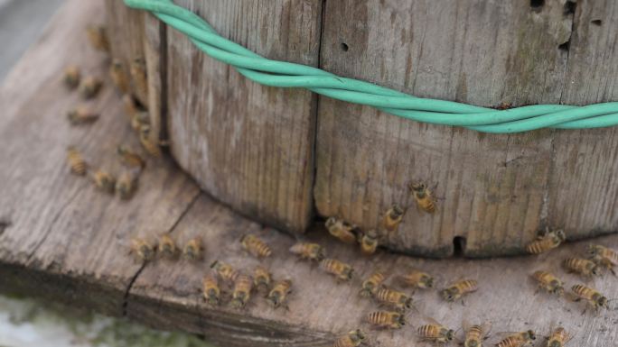 采花粉的蜜蜂  蜂巢 蜂群