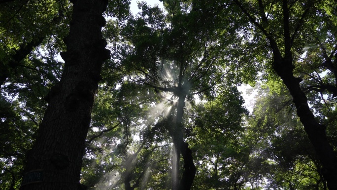 树荫下光影实拍