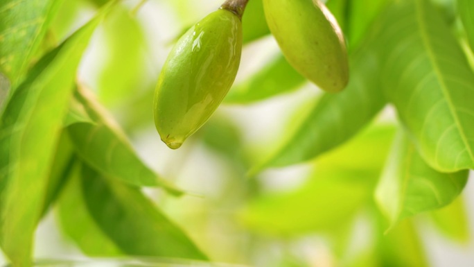 橄榄油橄榄果实