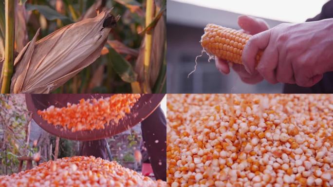 实拍农业玉米