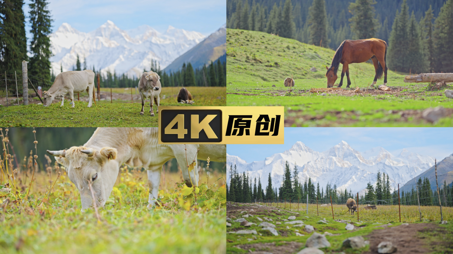 自然生态夏塔雪山牛马吃草森林野生动物生态