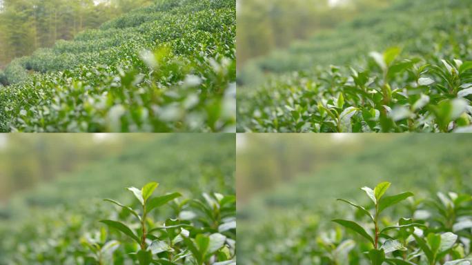 茶叶 春天 嫩叶 茶树 10