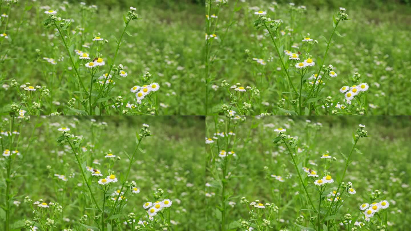 一年蓬植物花朵野花花蕊