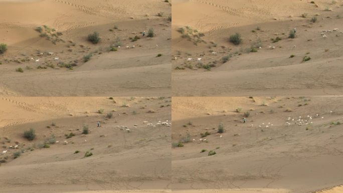4k沙漠中的羊群