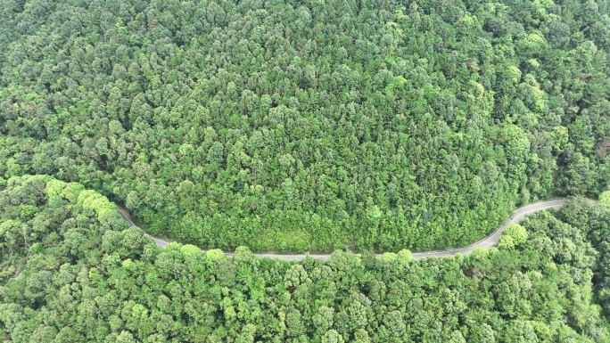 森林公路航拍山路树林道路俯拍林间道路风景