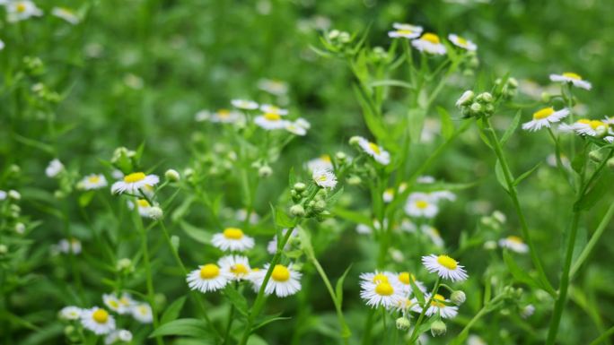 一年蓬植物花朵野花花蕊