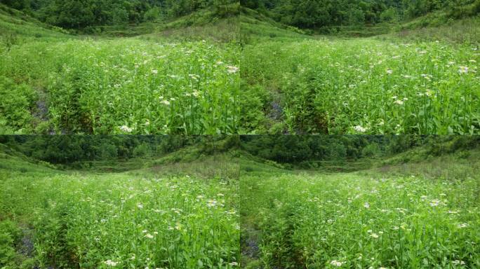 一年蓬植物花朵野花花蕊