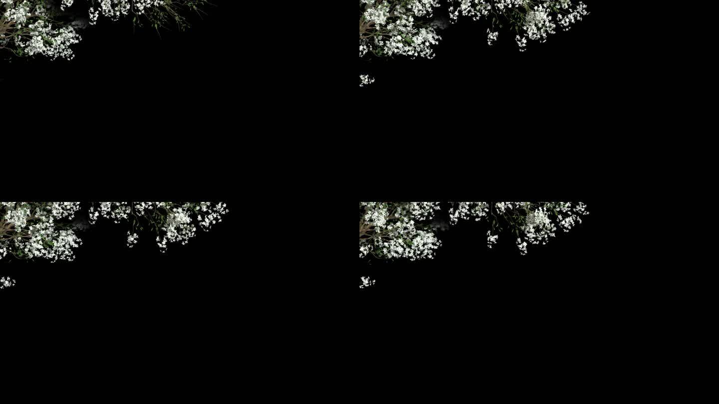 梨花树枝摇摆生长开花 -带透明通道