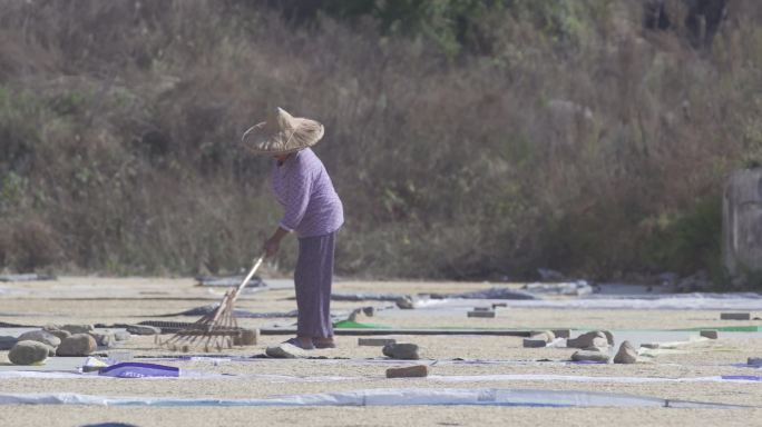 农村晒谷物干农活Z