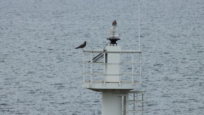 威海湾港口灯塔上的海鸥