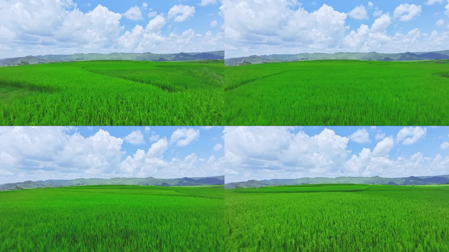 贵州贵阳高坡云顶草原航拍视频