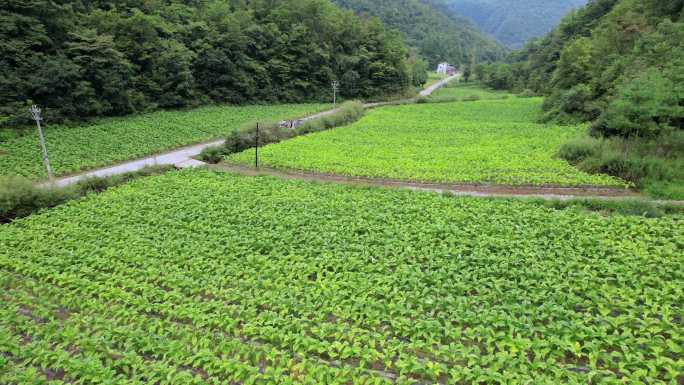 烤烟种植航拍