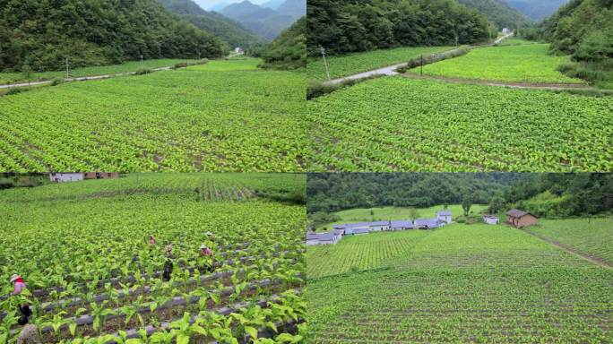 烤烟种植航拍