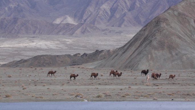 肃北草原动物素材马群牛群骆驼