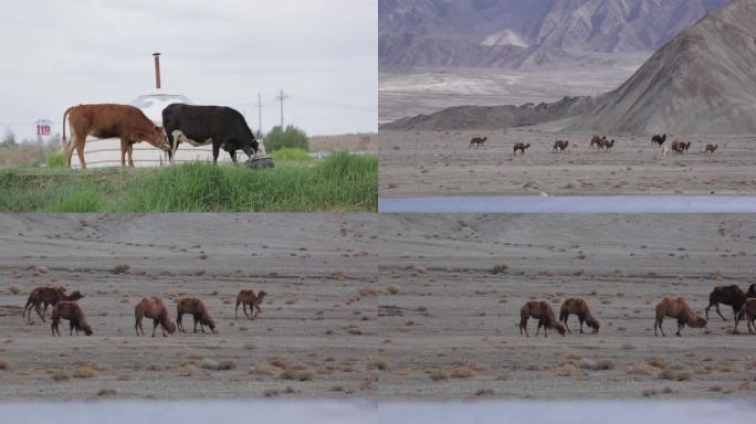 肃北草原动物素材马群牛群骆驼