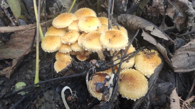 微生物 菌类 微生物菌 野蘑菇 蘑菇