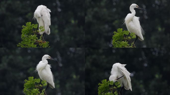树顶上的白鹭梳理羽毛，洁白的羽毛真漂亮