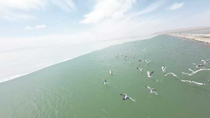 穿越机航拍青海湖海鸥白鹭鸟类起飞4k60