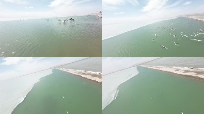 穿越机航拍青海湖海鸥白鹭鸟类起飞4k60