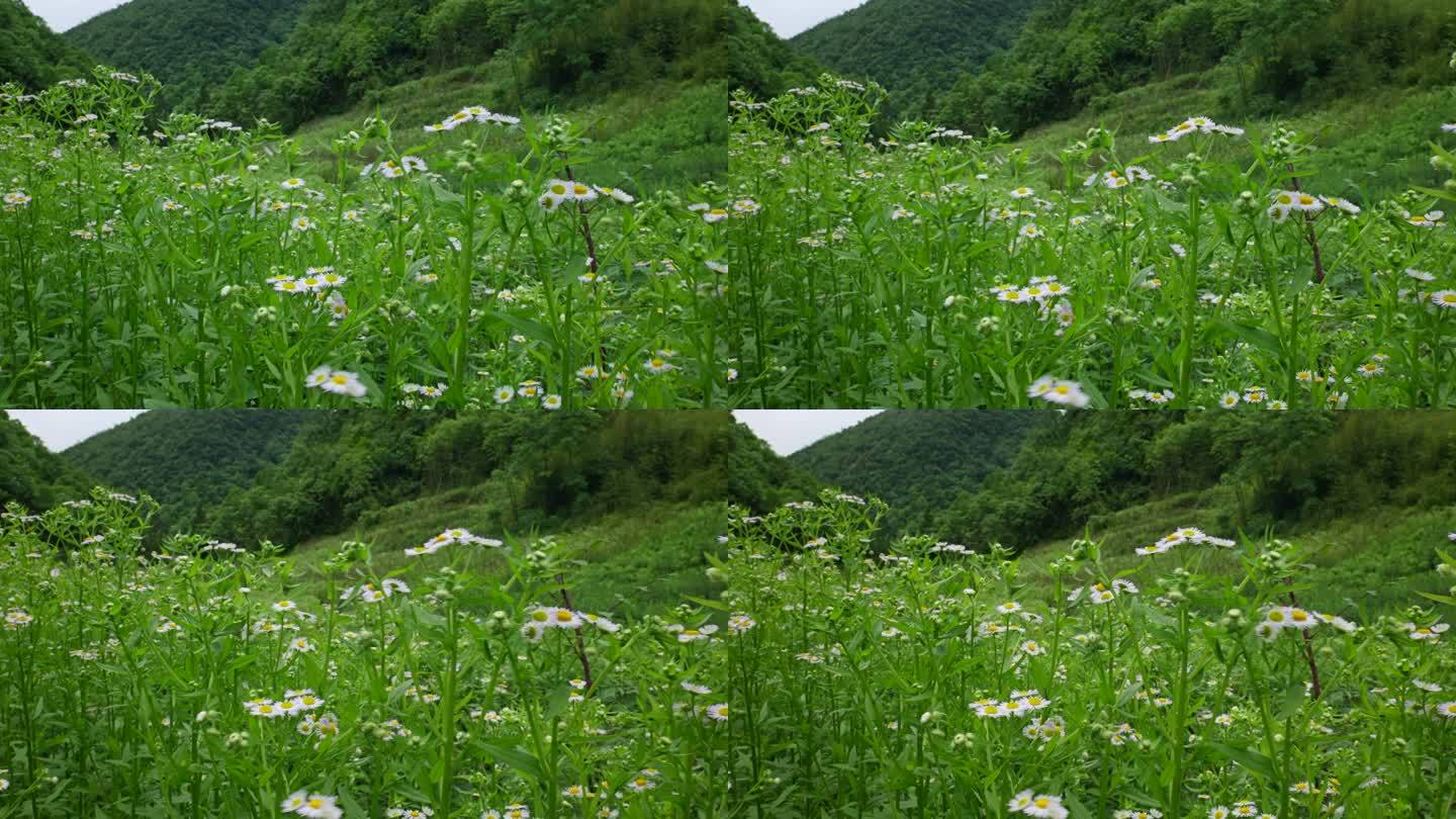 一年蓬植物花朵野花花蕊