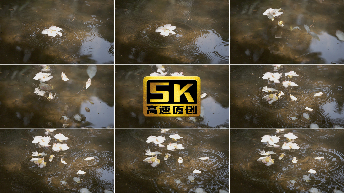 5K-掉落在水面的花朵、花瓣