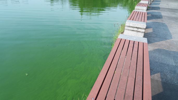 4K富营养化水环境绿藻飘浮2