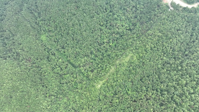 山林航拍森林山峰树林原始森林生态自然环境