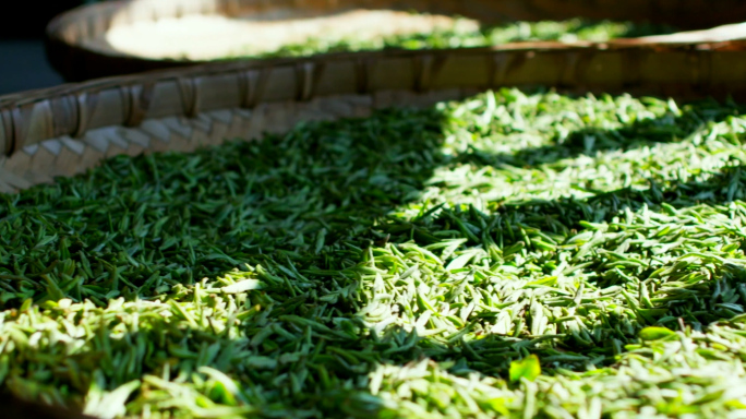 传统炒茶制茶过程