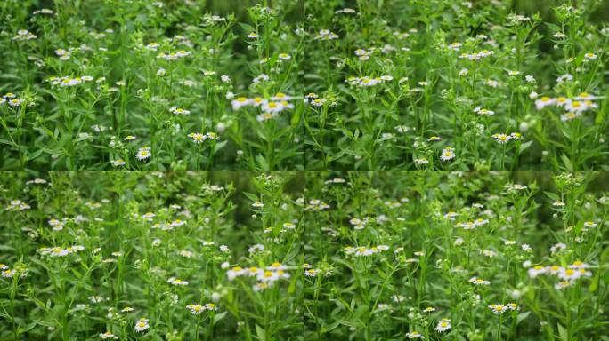 一年蓬植物花朵野花花蕊