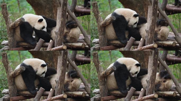 国宝大熊猫摔跤玩耍可爱动物