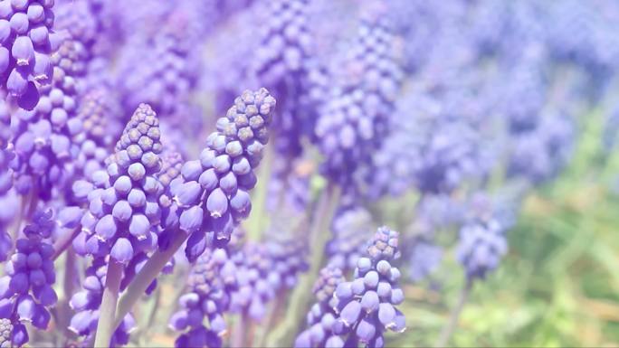 花 唯美花 唯美花海 生态自然花 花海