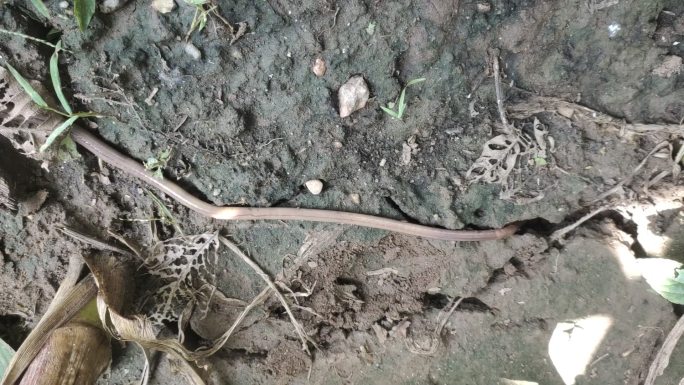 昆虫 蚯蚓 条纹 泥土 土壤