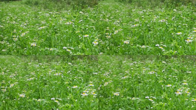 一年蓬植物花朵野花花蕊