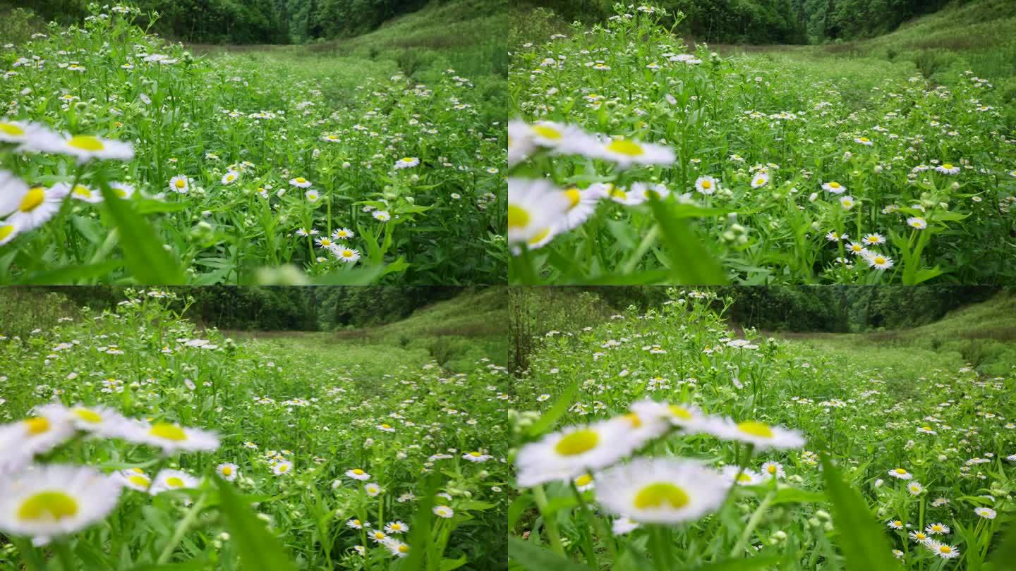 一年蓬植物花朵野花花蕊