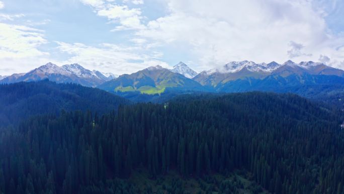 新疆库尔德宁恰西雪山森林伊犁松树绿色蓝天