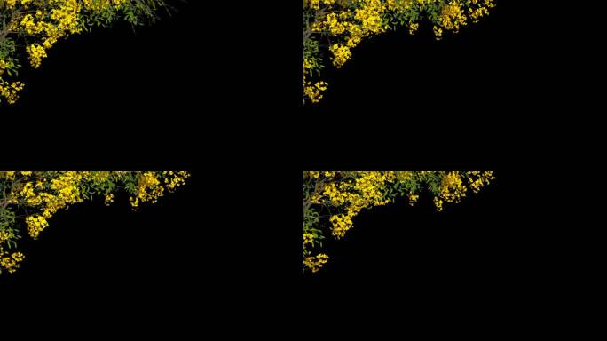 小黄花生长开花前景遮罩-带透明通道
