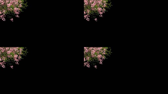 桃花树枝生长开花前景遮罩-带透明通道