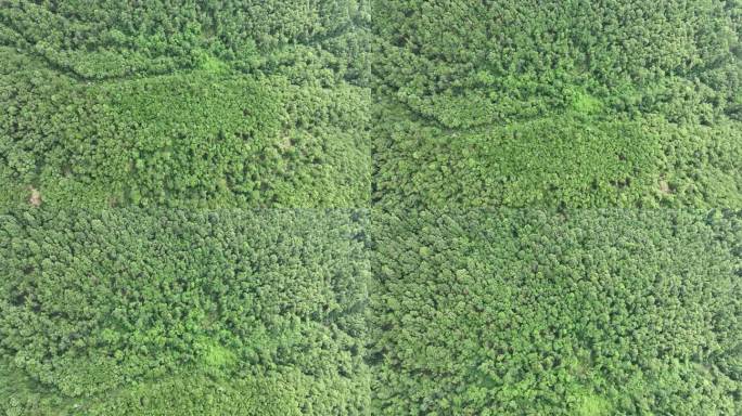 森林公路航拍山路树林道路俯拍林间道路风景