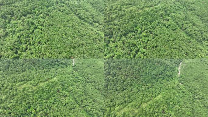 山林航拍森林山峰树林原始森林生态自然环境