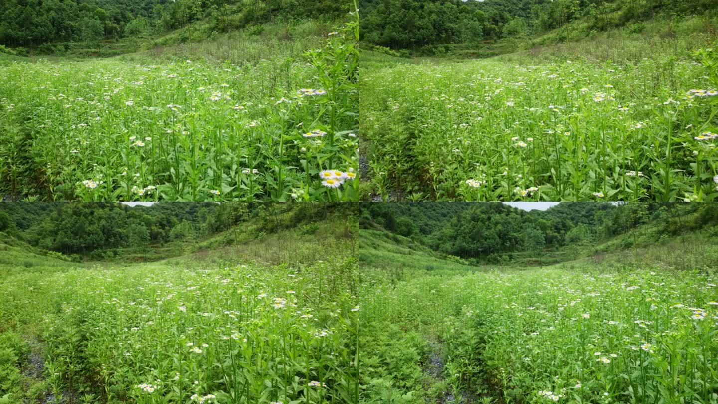 一年蓬植物花朵野花花蕊