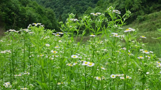 一年蓬植物花朵野花花蕊