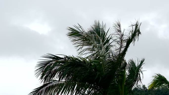 下雨天风吹起椰子树慢动作